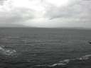 ./images/koeye/fitz-hugh/20170128/fitz-hugh20170128_115703.jpg