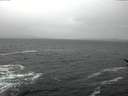 ./images/koeye/fitz-hugh/20170212/fitz-hugh20170212_121203.jpg