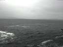 ./images/koeye/fitz-hugh/20170212/fitz-hugh20170212_122103.jpg
