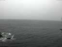 ./images/koeye/fitz-hugh/20170228/fitz-hugh20170228_121501.jpg