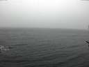 ./images/koeye/fitz-hugh/20170228/fitz-hugh20170228_125703.jpg