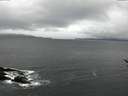./images/koeye/fitz-hugh/20170301/fitz-hugh20170301_121501.jpg