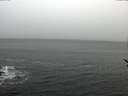 ./images/koeye/fitz-hugh/20170307/fitz-hugh20170307_082707.jpg