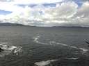 ./images/koeye/fitz-hugh/20170325/fitz-hugh20170325_122402.jpg
