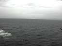 ./images/koeye/fitz-hugh/20170327/fitz-hugh20170327_135703.jpg