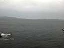 ./images/koeye/fitz-hugh/20170404/fitz-hugh20170404_075702.jpg