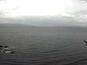 ./images/koeye/fitz-hugh/20170513/fitz-hugh20170513_155701.jpg
