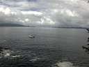./images/koeye/fitz-hugh/20170621/fitz-hugh20170621_115703.jpg
