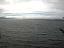 ./images/koeye/fitz-hugh/20170811/fitz-hugh20170811_155702.jpg