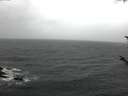 ./images/koeye/fitz-hugh/20171015/fitz-hugh20171015_120302.jpg
