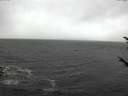 ./images/koeye/fitz-hugh/20171016/fitz-hugh20171016_121802.jpg