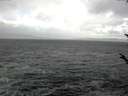 ./images/koeye/fitz-hugh/20171019/fitz-hugh20171019_120302.jpg