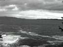 ./images/koeye/fitz-hugh/20180606/fitz-hugh20180606_042501.jpg