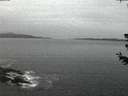 ./images/koeye/fitz-hugh/20180628/fitz-hugh20180628_042502.jpg