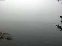 ./images/koeye/fitz-hugh/20180723/fitz-hugh20180723_112501.jpg