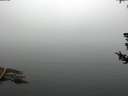 ./images/koeye/fitz-hugh/20180725/fitz-hugh20180725_112001.jpg