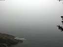 ./images/koeye/fitz-hugh/20180727/fitz-hugh20180727_094502.jpg