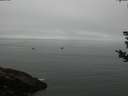 ./images/koeye/fitz-hugh/20180828/fitz-hugh20180828_090501.jpg