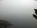 ./images/koeye/fitz-hugh/20190903/fitz-hugh20190903_084502.jpg