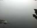 ./images/koeye/fitz-hugh/20190905/fitz-hugh20190905_075501.jpg