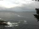 ./images/koeye/fitz-hugh/20200829/fitz-hugh20200829_084001.jpg