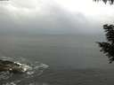 ./images/koeye/fitz-hugh/20200829/fitz-hugh20200829_095002.jpg