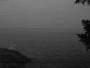 ./images/koeye/fitz-hugh/20200901/fitz-hugh20200901_060501.jpg