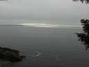 ./images/koeye/fitz-hugh/20200903/fitz-hugh20200903_184501.jpg