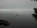 ./images/koeye/fitz-hugh/20200906/fitz-hugh20200906_122001.jpg
