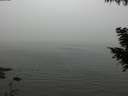 ./images/koeye/fitz-hugh/20200918/fitz-hugh20200918_163501.jpg