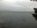 ./images/koeye/fitz-hugh/20200923/fitz-hugh20200923_185501.jpg