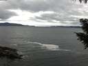 ./images/koeye/fitz-hugh/20200927/fitz-hugh20200927_081001.jpg