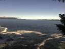 ./images/koeye/fitz-hugh/20200929/fitz-hugh20200929_114502.jpg