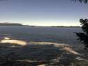 ./images/koeye/fitz-hugh/20200929/fitz-hugh20200929_115001.jpg