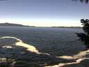 ./images/koeye/fitz-hugh/20200929/fitz-hugh20200929_120502.jpg