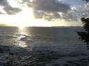 ./images/koeye/fitz-hugh/20201105/fitz-hugh20201105_161001.jpg