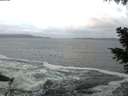 ./images/koeye/fitz-hugh/20201114/fitz-hugh20201114_080002.jpg