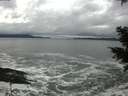 ./images/koeye/fitz-hugh/20201122/fitz-hugh20201122_124501.jpg