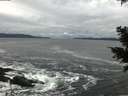 ./images/koeye/fitz-hugh/20201122/fitz-hugh20201122_134002.jpg