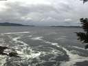 ./images/koeye/fitz-hugh/20201122/fitz-hugh20201122_153501.jpg