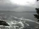 ./images/koeye/fitz-hugh/20201124/fitz-hugh20201124_135001.jpg