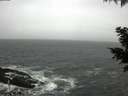 ./images/koeye/fitz-hugh/20201124/fitz-hugh20201124_145502.jpg