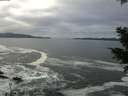 ./images/koeye/fitz-hugh/20201125/fitz-hugh20201125_113501.jpg