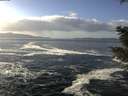 ./images/koeye/fitz-hugh/20201130/fitz-hugh20201130_124002.jpg