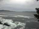 ./images/koeye/fitz-hugh/20201214/fitz-hugh20201214_152502.jpg