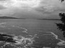 ./images/koeye/fitz-hugh/20210131/fitz-hugh20210131_180002.jpg