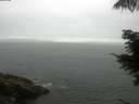 ./images/koeye/fitz-hugh/20210707/fitz-hugh20210707_080002.jpg