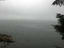 ./images/koeye/fitz-hugh/20210731/fitz-hugh20210731_092001.jpg