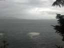 ./images/koeye/fitz-hugh/20210908/fitz-hugh20210908_160001.jpg