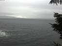 ./images/koeye/fitz-hugh/20211020/fitz-hugh20211020_140002.jpg